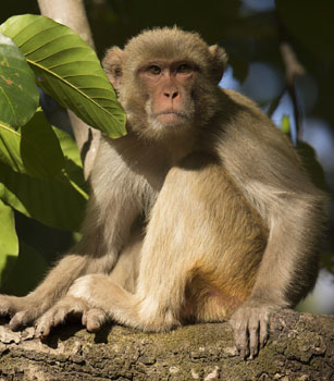 rhesus